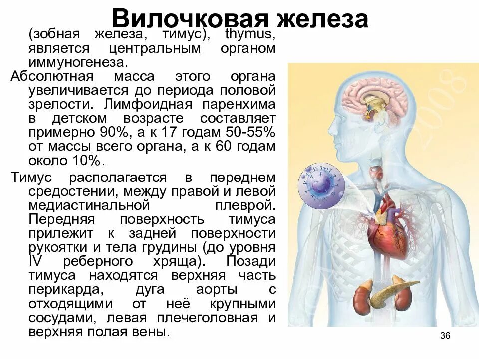 Тимус иммунная система. Тимус орган иммунной системы. Функции вилочковой железы в иммунной системе.