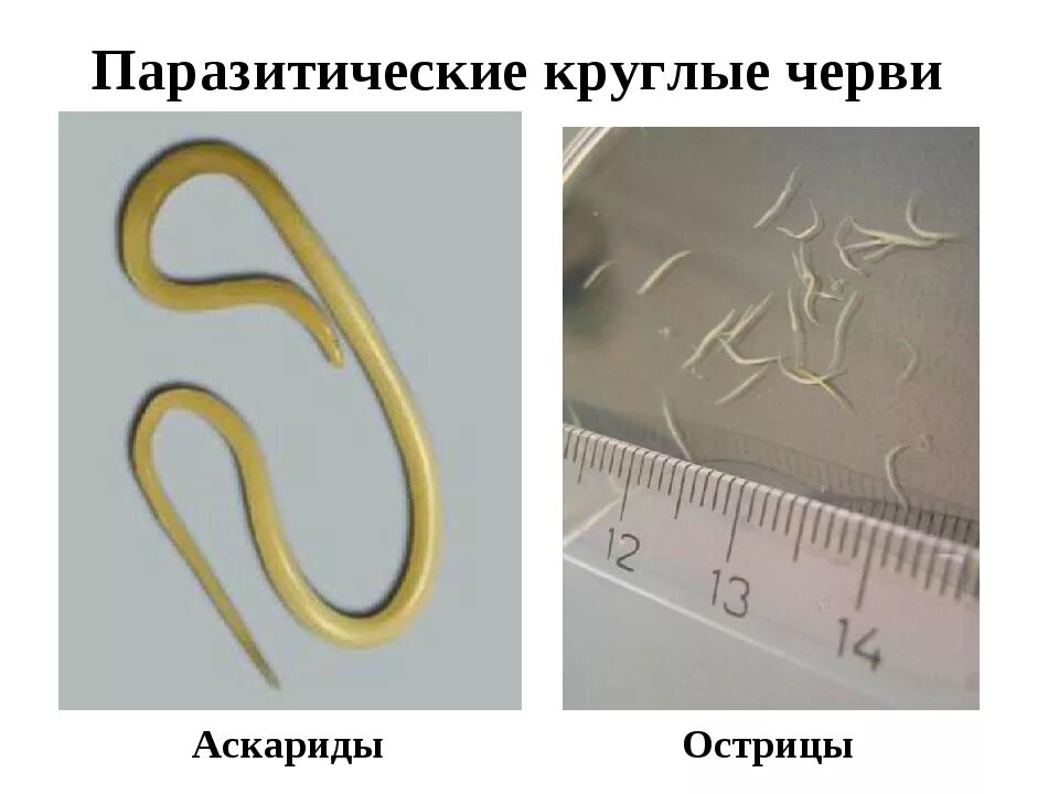 Тип круглые черви паразиты. Круглые черви паразиты острица. острицы круглых червей. глисты аскариды острицы. круглые черви паразиты аскарида.