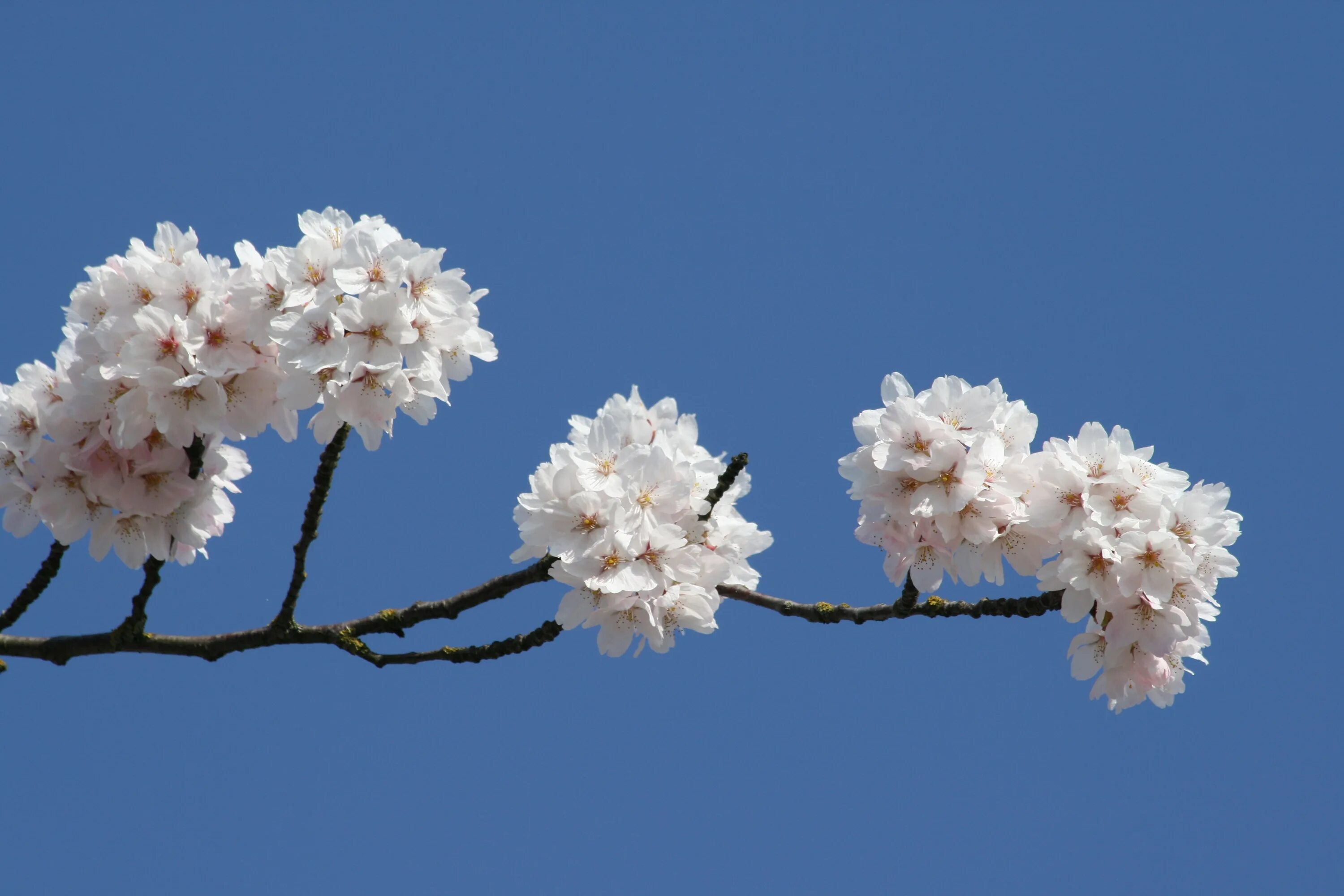 White blossoms. White Blossom. Цветущая вишня синее небо. Сакура есть с белыми цветами?.