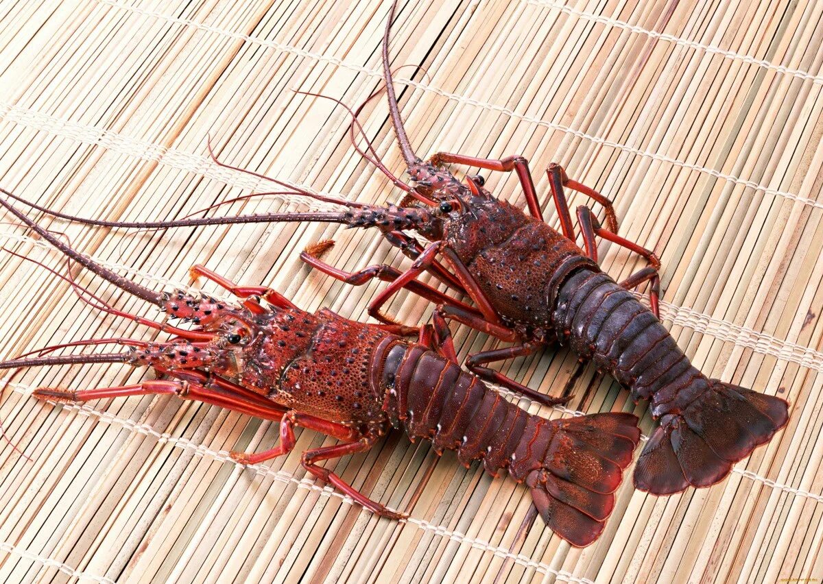 Ракообразные в море. Ракообразные в море