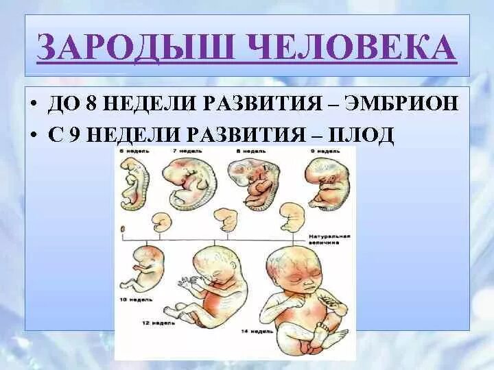 Развитие эмбриона человека. Эмбриональное развитие зародыша человека.