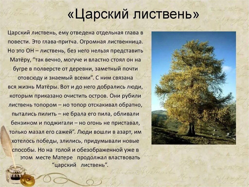 Прощание с матерой эпизоды. Царский Листвень. Царский Листвень прощание с Матерой. Образ природы прощание с Матерой. Глава Царский Листвень.