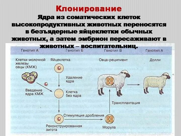 Как делают клонов. Метод селекции клонирование животных. Клонирование животных Овечка Долли. Схема генетического клонирования овцы Долли. Овечка Долли клонирование биология.