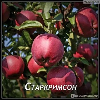 Сорт старкримсон яблонь фото