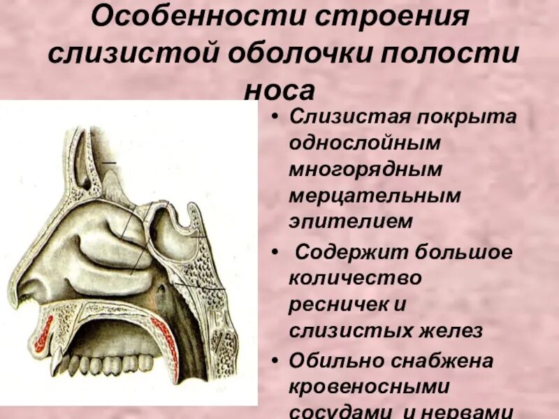 Носовой проход отделен от ротовой полости твердым. Особенности слизистой оболочки носовой полости. Полость носа верхняя стенка анатомия строение. Строение слизистой оболочки носовой полости. Особенности строения слизистой оболочки носовой полости.