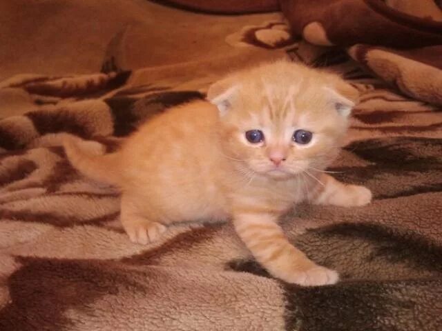 Вислоухие котята добрые руки. Шотландские прямоухие котята рыжие 2 месяца. шотландская вислоухая кошка 1 месяц. шотландский вислоухий котёнок рыжего окраса. рыжий вислоухий котенок британец.