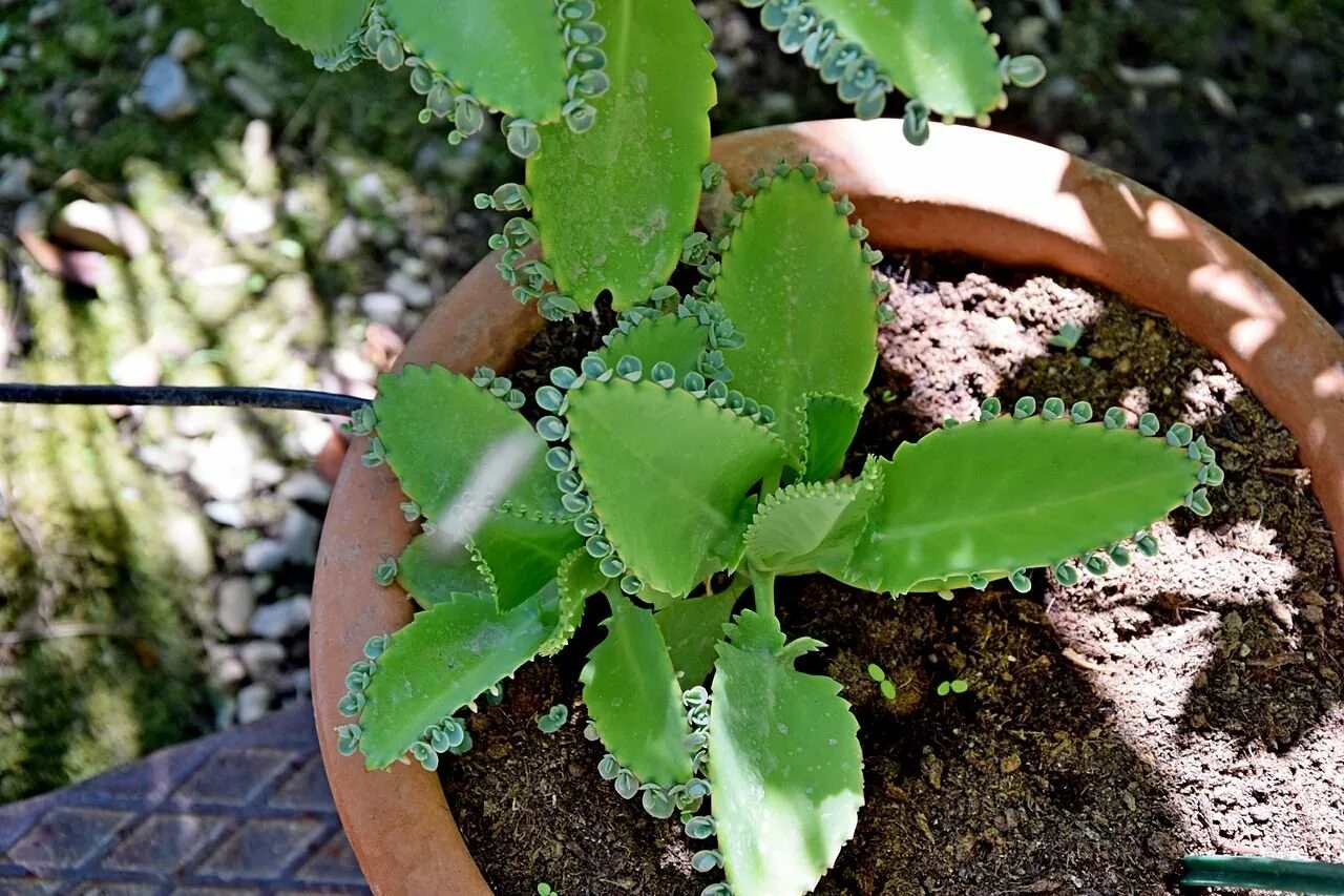 Каланхоэ пильчатолистное (Kalanchoe serratifolium). Каланхоэ Блоссфельда бриофиллум. Каланхоэ перистое Kalanchoe pinnata. Каланхоэ Дегремона, Блоссфельда. Как разводить каланхоэ