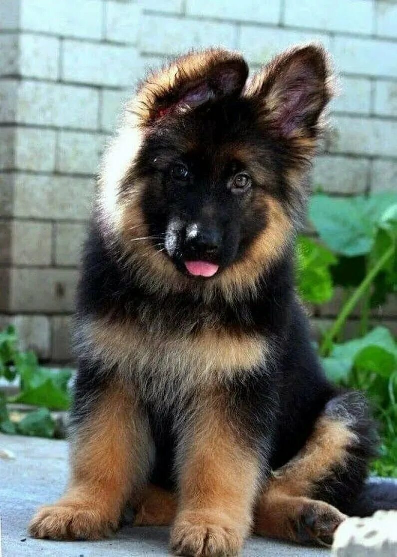 Длинношерстная овчарка щенок. Немецкая овчарка длинношерстная чепрачного окраса. Длинношёрстная немецкая овчарк. Немецкая овчарка длинношерстная щенки. Зонарная длинношерстная немецкая овчарка.