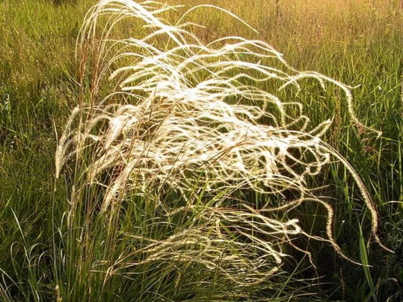 Ковыль почва. Ковыль Залесского Stipa Zalesskii. Ковыль перистый (Stipa pennata). Ковыль узколистный (Тырса). Ковыль, волосатик и Типчак.