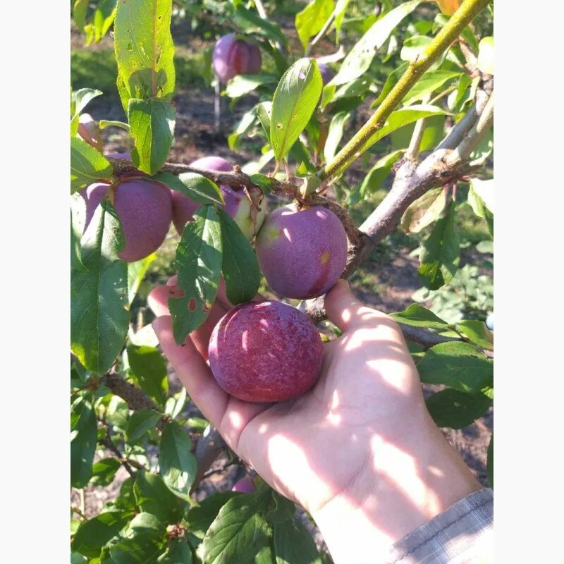 Слива бербанк гигант описание сорта фото отзывы. Слива гигант бербанк. диплоидная слива бербанк гигант. диплоидная слива супериор. сливы бербанк гигант высота.