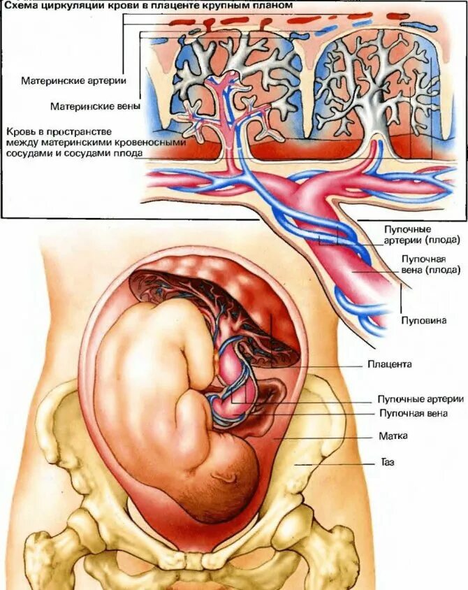 Плацента и пуповина анатомия. Анатомия плаценты и плод. Матка сосуды плода плацента сосуды. Формирование системы мать-плацента-плод.