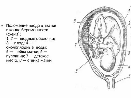 Сосуды зародыша