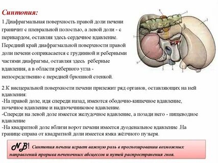 Доли печени на диафрагмальной поверхности