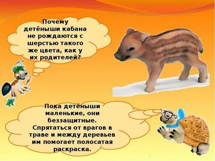 Почему животные живут