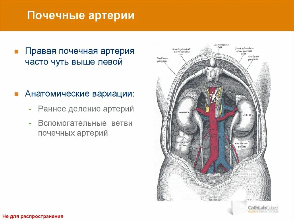 Внутрипочечные артерии. Почечная артерия и почка. Почему правая почечная артерия длиннее левой.