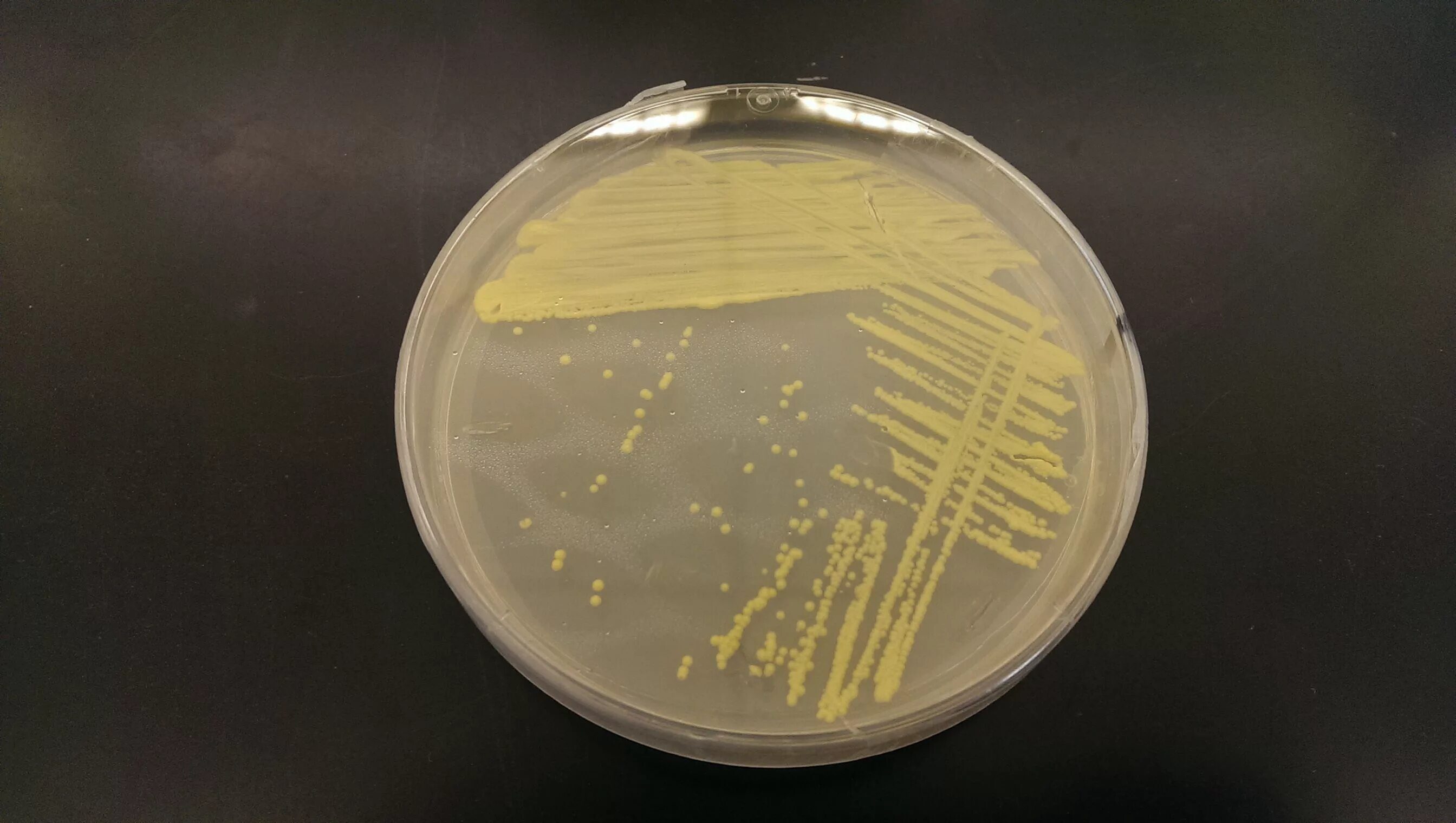 Micrococcus luteus микробиология. Агар Сабуро микробиология. Агар Эндо ГРМ Оболенск. Мясопептонный агар стафилококк.