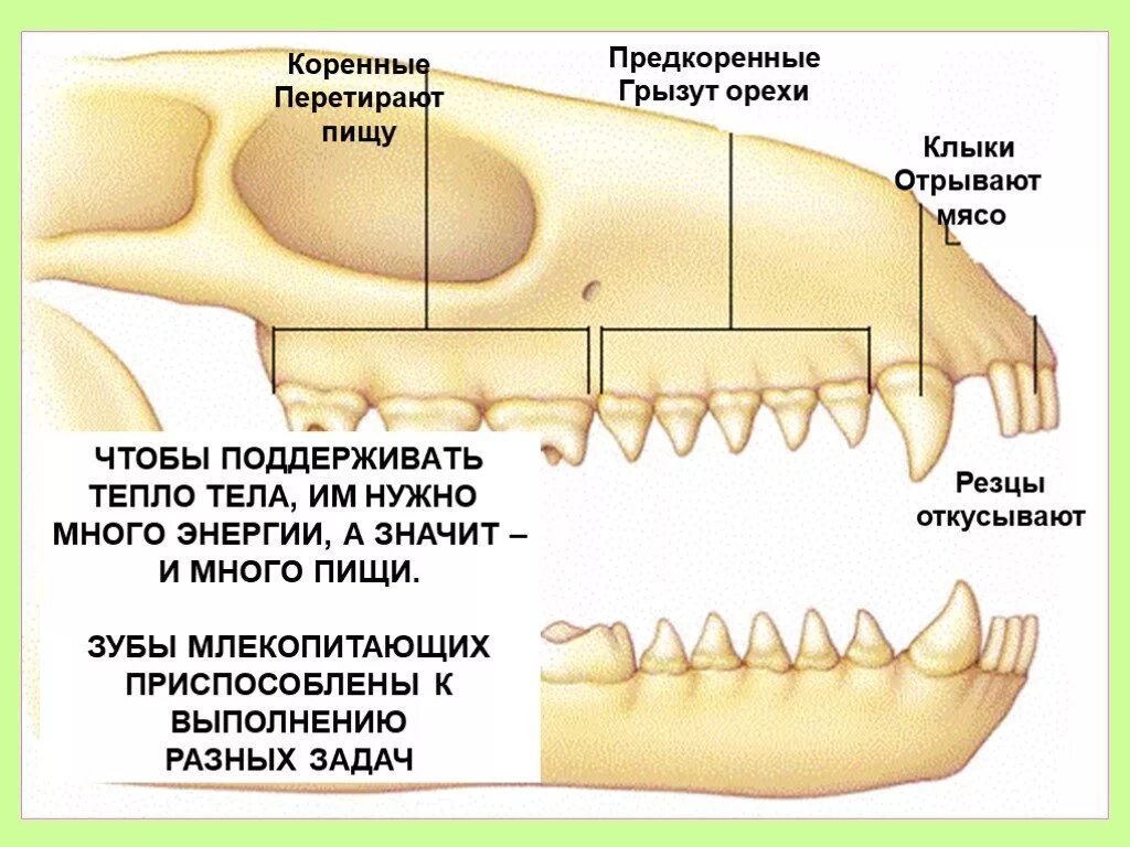 Строение зубов млекопитающих биология 7 класс. Зубная система низших млекопитающих. Резцы клыки предкоренные коренные зубы зверей. Строение зубов млекопитающих зубная система.