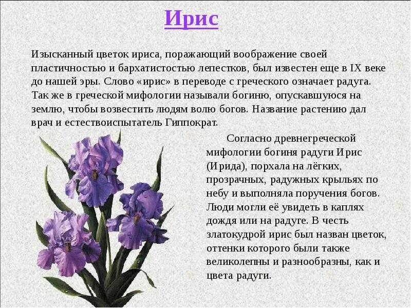 Ирис описание растения. Описание ириса цветка. Информация о цветке Милисе. Ирис цветок описание. Ирис растение значение