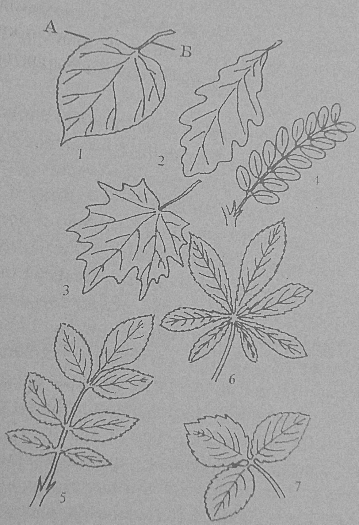 Линейная форма листьев. Тройчатосложный черешковый лист. Листья простые и сложные жилкование. Перисто лопастная форма листа. Однолисточковые сложные листья.