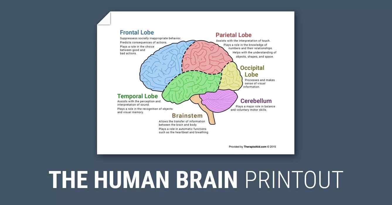 Capability of human brain. Human Brain Worksheets for Kids. Capabilities of Human Brain Worksheets. Worksheets about Brain. Train your Brain Worksheets.