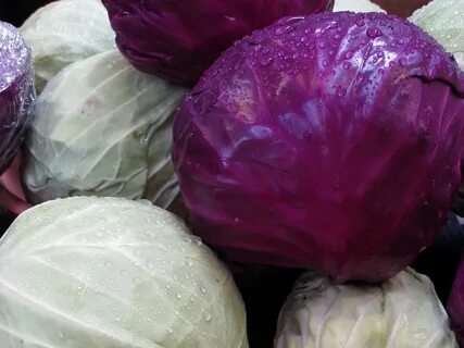 Капуста фиолетовая сорта