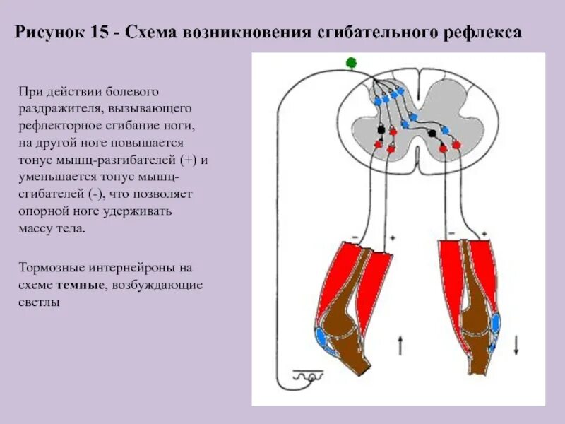 Сгибательный рефлекс схема. Разгибательный рефлекс физиология. Сгибательный рефлекс физиология схема. Дуга сгибательного рефлекса схема.