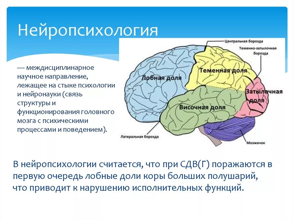 Развитие долей мозга. Нейропсихология. Нейропсихология мозг. Лобные доли нейропсихология. Нарушения мышления нейропсихология.