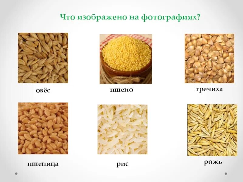 Чем отличается пшено от пшеницы. Про хлеб и кашу про чай и кофе. Каши урок окружающий мир. Рожь пшено гречка овес рис. Хлеб каши окружающий мир.