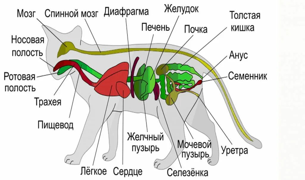 Печень кота. Расположение внутренних органов у кота. Органы кошки схема. Пищеварительная система кошки схема анатомия. Строение кота внутренние органы.