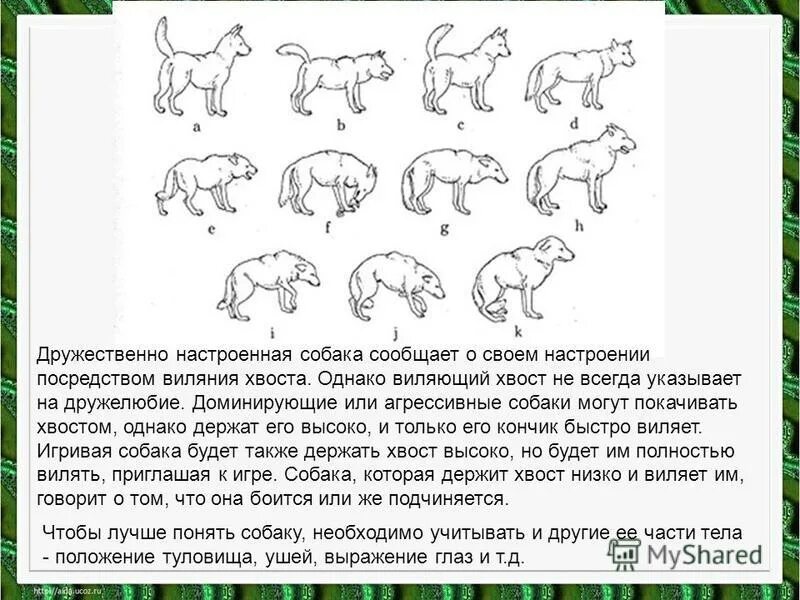 кто как голос подает домашние животные. способы общения зверей. проанализировать поведение кошки. бивни и хобот слона. жираф фото.
