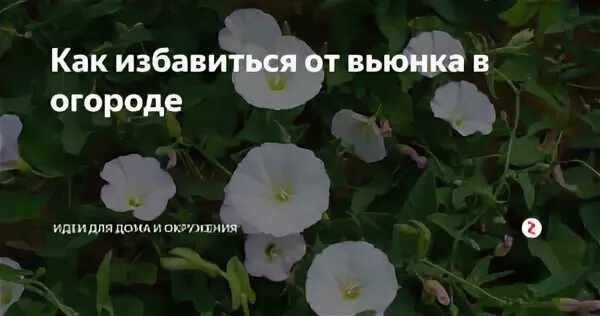 Вьюн огородный сорняк. Вьюн сорняк на огороде борьба с ними. Избавление от вьюнка на огороде. Вьюнок огородный. Вьюн полевой борьба с ним на огороде.