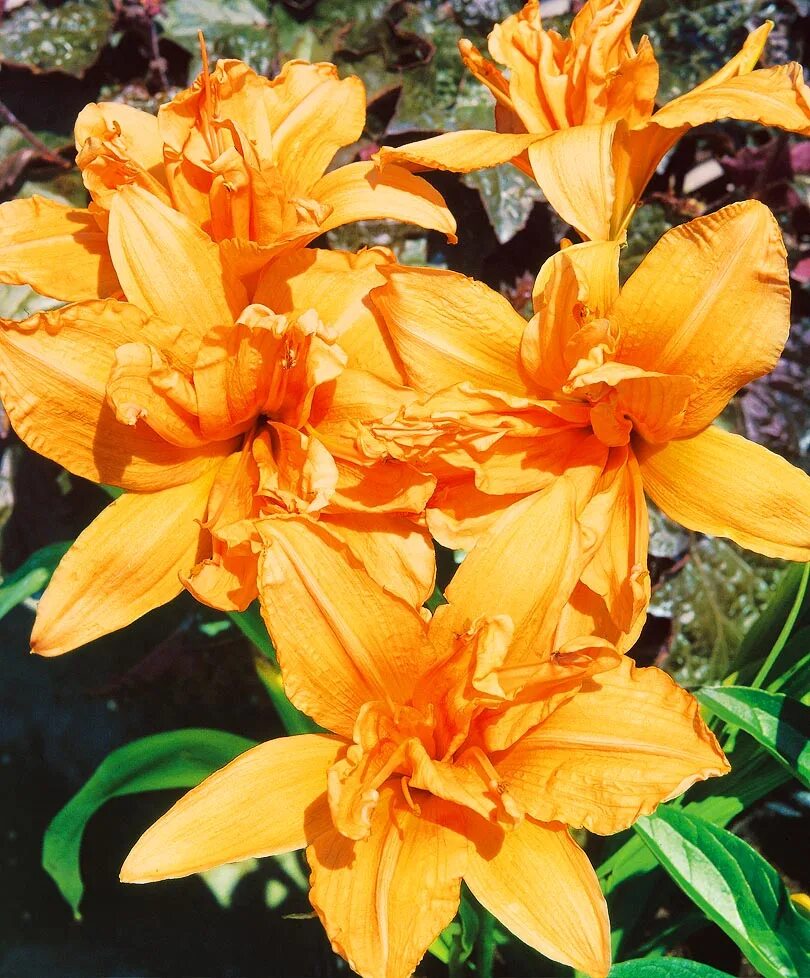 лилейник гибридный дабл дрим с2,. лилейник double dream. дабл дрим. дабл дрим. лилейник дабл дрим.