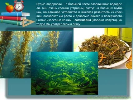 Что такое водоросли и где они обитают
