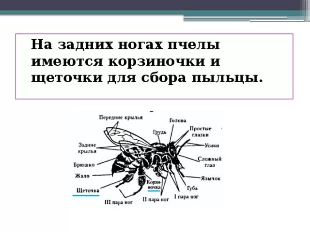 Пчела какой корень. Пчела какой корень