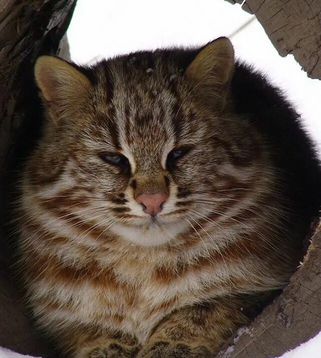 Котов майкоп. Дальневосточный камышовый кот. Амурский камышовый кот. Амурский Лесной кот. Дальневосточный Амурский Лесной кот.