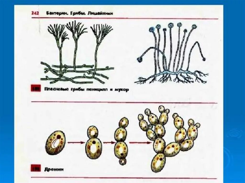 Грибы мукор пеницилл дрожжи. Плесневые грибы и дрожжи строение. Строение мукора пеницилла дрожжей. Строение плесневого гриба пеницилла. Строение гриба мукор и пеницилл.