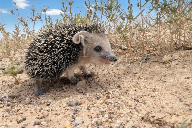 Эфиопский еж. Ошейниковый ёж (hemiechinus collaris). ушастый еж фауна. эфиопский ёж. эфиопский еж фото.