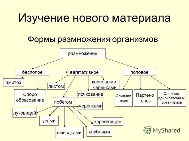 Назовите формы размножения