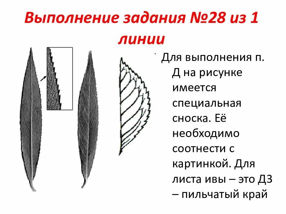 Форма листьев ивы. Ива тип жилкования листа. строение листа ивы. жилкование листа ивы. край листовой пластинки у ивы.