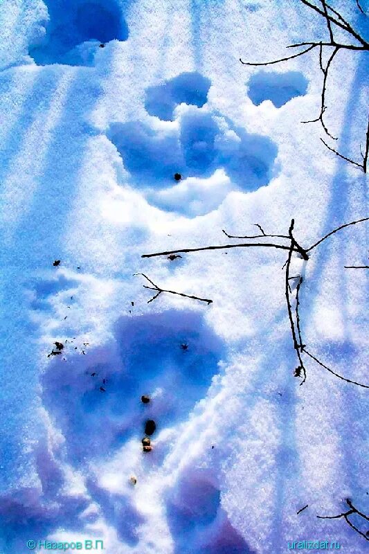 Заячья лежка. Лежка зайца на снегу. Заячья лежка на снегу. Лежка зайца зимой. На снегу видны птичьи следы