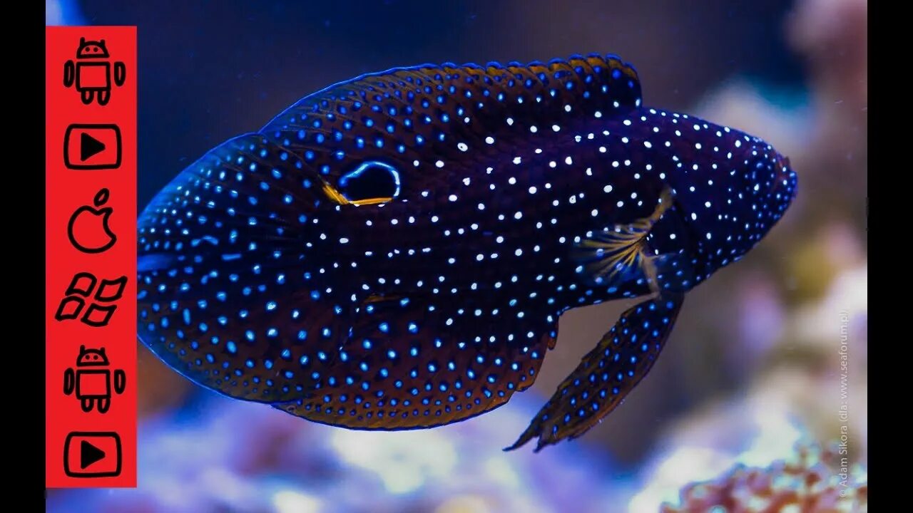 Морские рыбки купить. Каллоплезиопс-Комета. Calloplesiops altivelis, Marine Betta, Comet). Аргус рыбка аквариумная. Комета черная аквариумная рыбка.