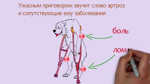Артроз артрит у собак