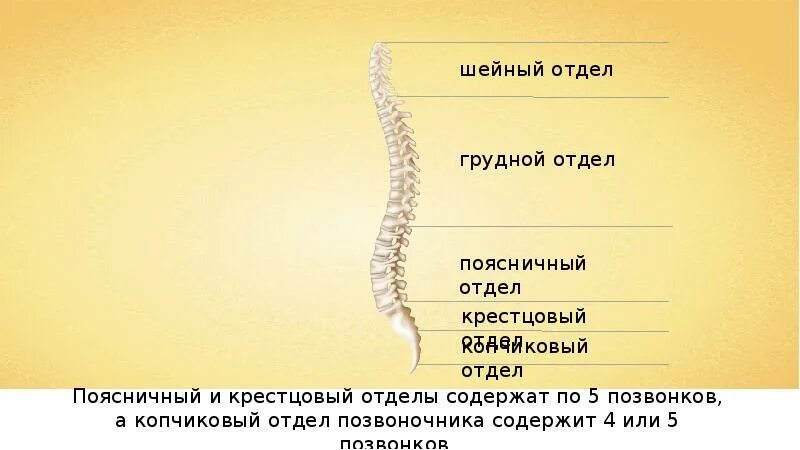 Скелет туловища презентация 8 класс. Скелет туловища скелет конечностей и их поясов. строение скелета позвоночника. скелет туловища скелет конечностей и их поясов 8 класс. пять отделов позвоночника у кого.