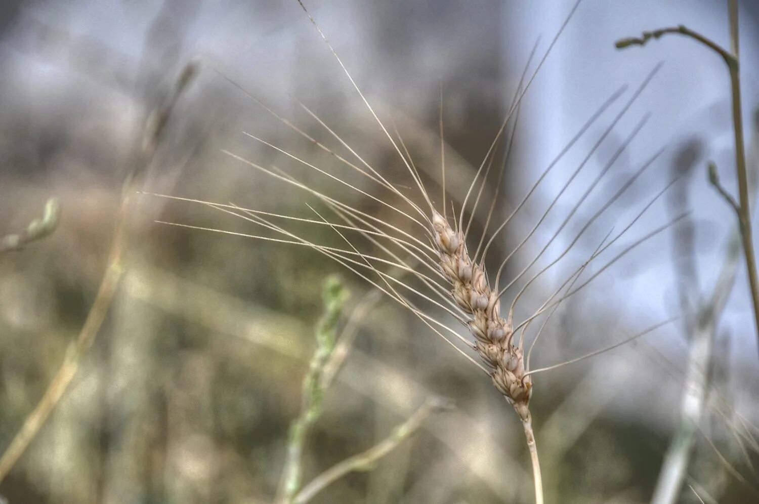 колосок трава. поле со злаками. пшеница леукурум. цветение озимой пшеницы. однодольные незлаковые растения.