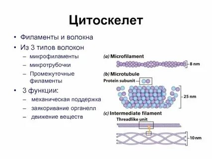 Цитоскелет функции и особенности