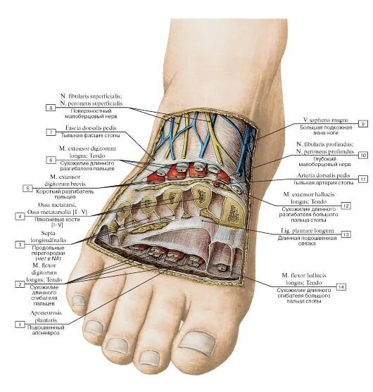 Анатомия топография стопа человека. Среднее фасциальное ложе подошвы. Поперечный распил стопы схема топографическая анатомия. Подошва стопы топографическая анатомия. Каналы подошвы