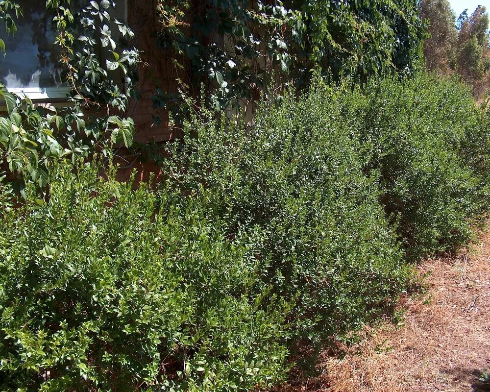 Пахнущий кустарник