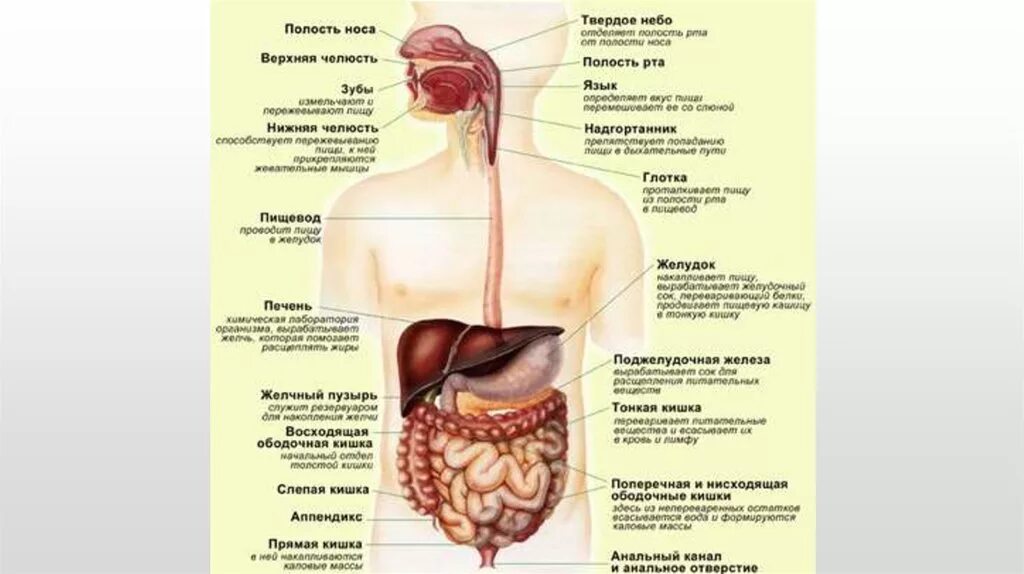 Пищеварительные органы человека таблица. Особенности пищеварительной системы человека. Пищеварительная система плакат. Олигомеризация пищеварительной системы. Плакат пищеварительная система человека.