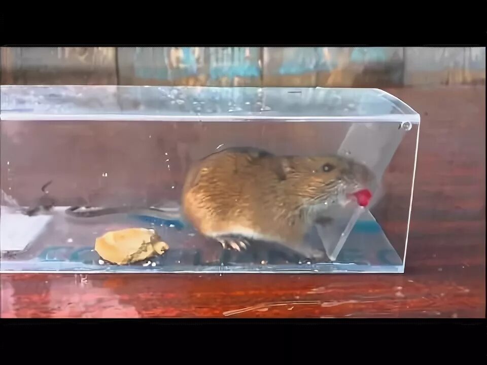 Как поймать мышь в квартире ночью