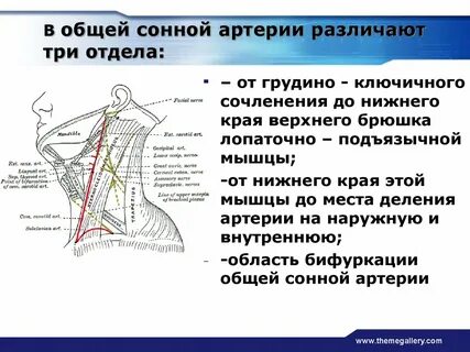 Грудино ключичная артерия